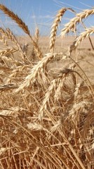 10 LBS -SUPER WORM BEDDING/FOOD- MEAL WORM FOOD WHEAT BRAN/WHEAT MIDS