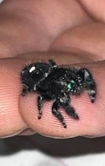 Jumping Spider Black & White with Iridescent Green Chelicerae Markings