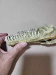 Medium Crocodile Skull For Snake Tank, Reptiles, Iguanas, New