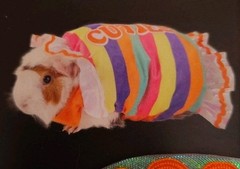 Thrills & Chills Small Pet Guinea Pig Halloween Costume Cuties Candy NWT