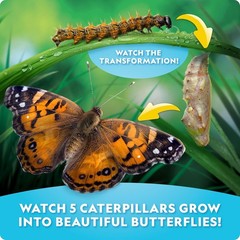 National Geographic Ultimate Butterfly Growing Kit Habitat for 5 Caterpillars
