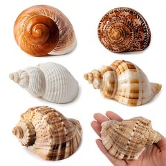 5 Pcs Hermit Crabs Shells Natural Sea Conch Size 2.8″-3.9″ for Beach Decoration