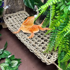 8PCS Bearded Dragon Hammock Reptile Basking Platform Rock Reptile Artificial …