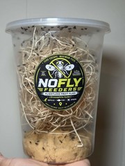 50+ Flightless Fruit Flies Drosophila hydei Live Culture Feeder