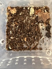 +25 Dwarf White Isopods