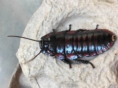 Flat Horn Hissers (Aeluropoda insignis) 10+ Nymphs
