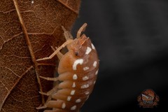 A. Werneri, “Orange” isopod – Bioactive clean up crew – Choose your count