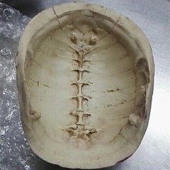 1PC Resin Emulational Turtle Shell Reptile Hide Rest Cave Ornament