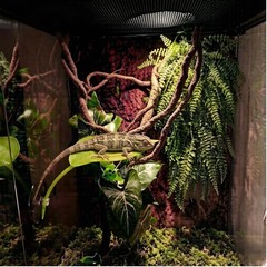 Bearded Dragon Tank Accessories, Terrarium Decor, Ball Python