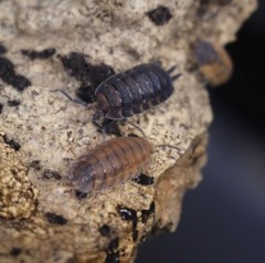 10+ Ct PORCELLIO SCABER ‘Lava’ Isopods