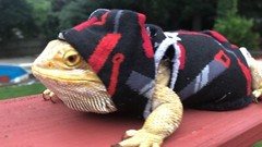 BASIC TOOLS 🧰 🛠 PRINT XLRG SLEEVELESS HOODY BODY SHIRT 4 UNISEX BEARDED DRAGON