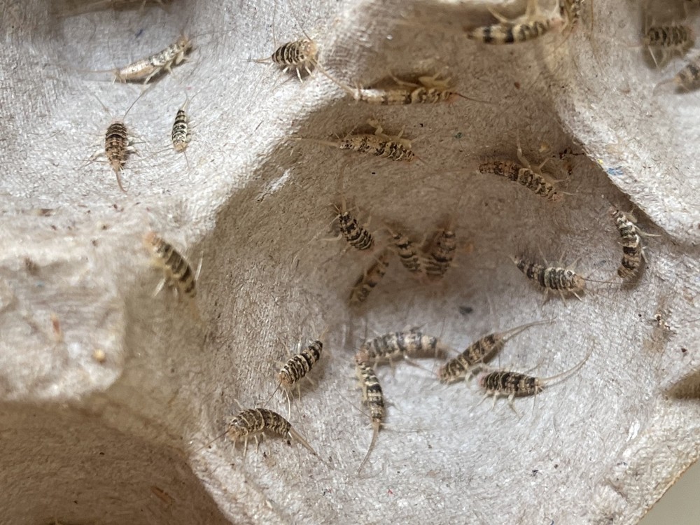 200+ Live Firebrats “Thermobia domestica” Feeder Red Runner Dubia Replacement