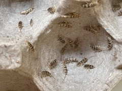 200+ Live Firebrats “Thermobia domestica” Feeder Red Runner Dubia Replacement