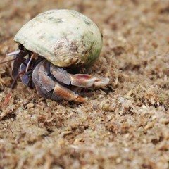 Natural Premium Sphagnum Moss Fiber Substrate Hermit Crab Tank Accessories