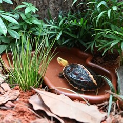 Extra Large Reptile Bathing Pool Reptile Feeding Dish Water Bowl with Ramp Aq…