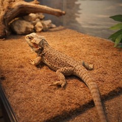 6-Pack Natural Coconut Fiber Reptile Carpet, 12×12 Inch Eco-Friendly Terrariu…