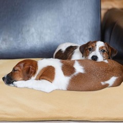 GOTOQOMO 20″x 32″ Pet Heating Pad, PVC Material Waterproof Pet Heating Pads w…