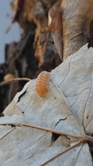 14+1 Cubaris Sun Bear Isopods