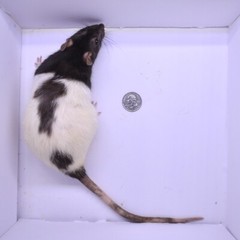 5 Frozen Feeder Rats Jumbos -FREE S&H -MiceDirect!! Rodents! Reptiles Snake food