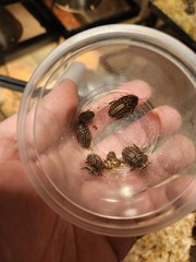 12 Count Peppered Roach Large Pet Feeder Roaches Fast 2 Day Ship Small Nymphs