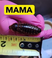 50 XS-Small Dubia Roaches | Feeder Insects | Live Arrival Guaranteed!