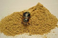 1/2 lb. Roach/Cricket Chow and 1 oz. Water Crystals Combo Fast Shipping!!