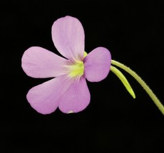 Pinguicula ‘Pirouette’