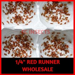 Small Live Red Runner Turkestan Roaches 1/4” Baby Bearded Dragon Power Food