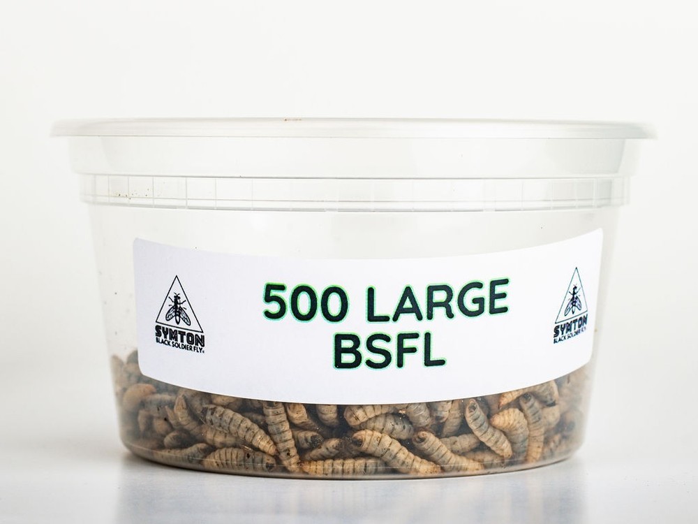 Reptile Food – LIVE Black Soldier Fly Larvae (Large)