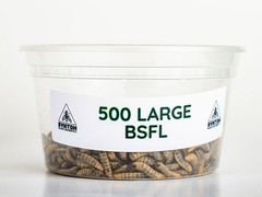 Reptile Food – LIVE Black Soldier Fly Larvae (Large)