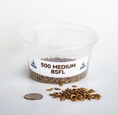 Live Feeders – Black Soldier Fly Larvae (Medium)