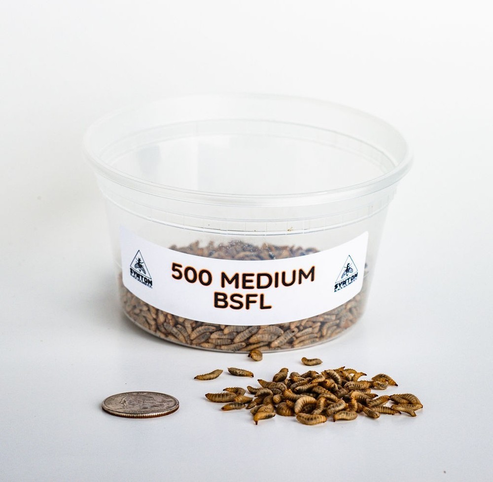 Reptile Food – LIVE Black Soldier Fly Larvae (Medium)