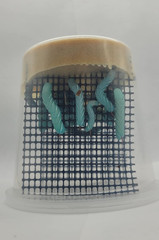 Live Hornworm Cup (25-35 Count) | UPS Shipping | for Bearded Dragons and Reptile