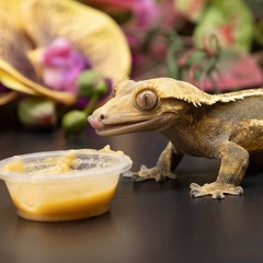 Crested Gecko Complete Diet – 8oz Fruit Mix with Insects, Nutrient-Rich Food