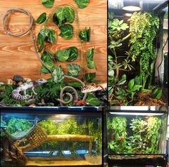 10Pcs Bearded Dragon Tank Accessories, Reptile Hammock Terrarium Plants Jungl…