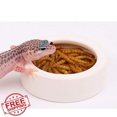Reptile Food Water Bowl, 2 pcs Ceramics Worm Dish ,Anti-Escape Reptile Water …