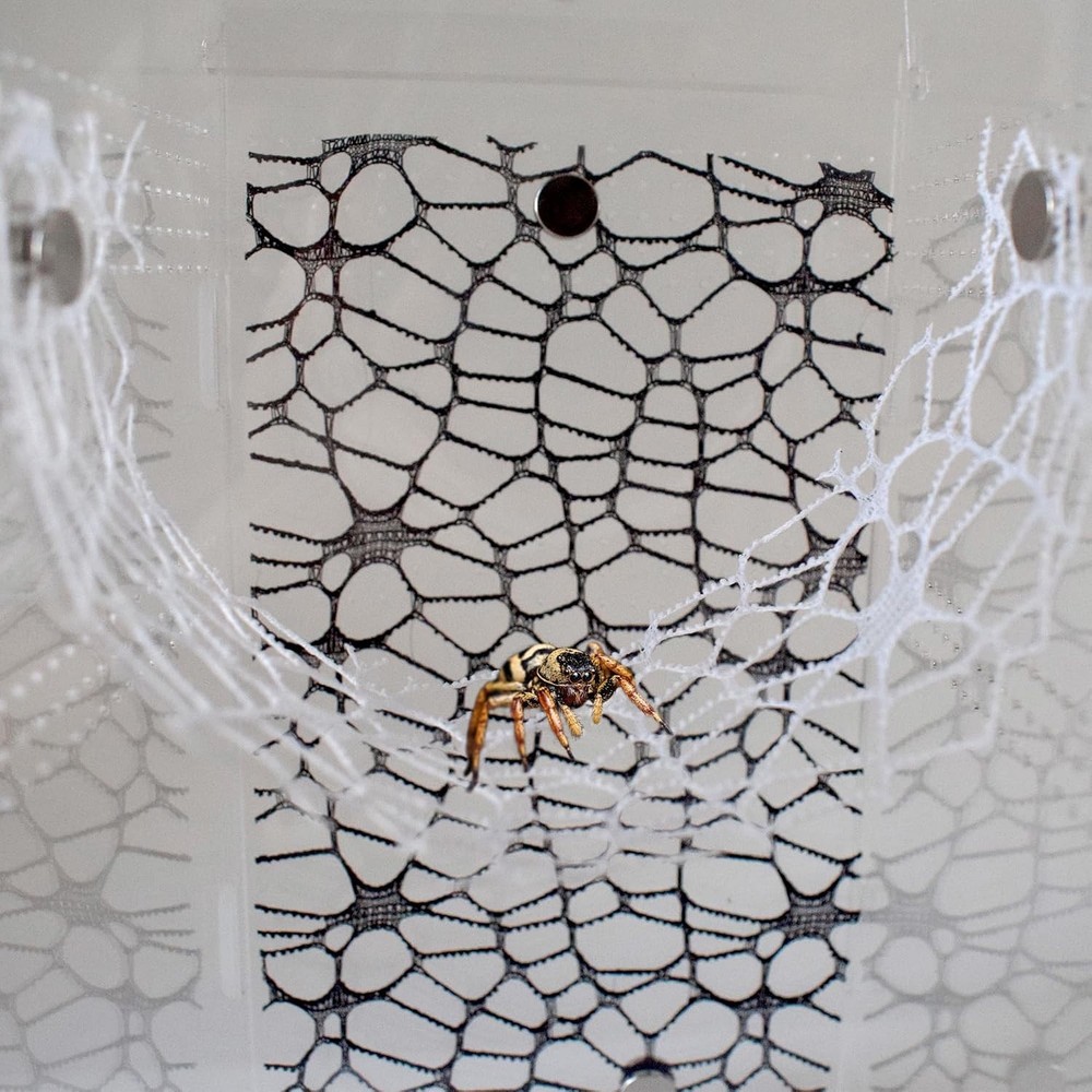 Durable Jumping Spider Habitat Accessories – 2 Black & 2 White Nets Included