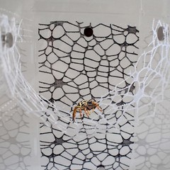 Durable Jumping Spider Habitat Accessories – 2 Black & 2 White Nets Included