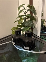 Thrive Vertical Hexagon Tropical Reptile Terrarium FULL SETUP