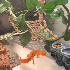PINVNBY Reptile Feeding Ledge with Suction Cups,Crested Gecko Feeder Ledges w…