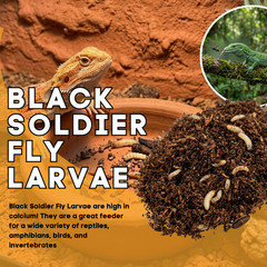 500 Black Soldier Fly Larvae Live Feeder Insects for Reptiles & Amphibian