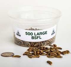 Reptile Food – LIVE Black Soldier Fly Larvae (Large)