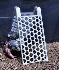 Hermit Crab Climbing Ladder Decoration Ornament Toy Hermit Crab Tank Accessories