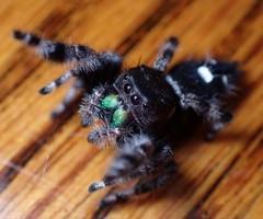 Jumping Spider Black & White with Iridescent Green Chelicerae Markings