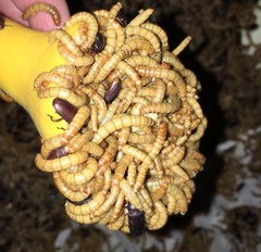 5,000 Live medium High Quality Mealworms Organically Raised in the (PNW)