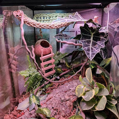 Coconut Shell Gecko Hideout with Ladder Natural Reptile Hut Cave Habitat Décor