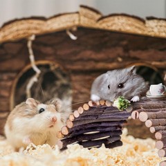 Hermit Crab Hideout & Climbing Toys – Large Size Reptile Climbing Decor for S…