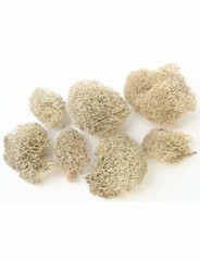 T-Rex Reptile Terrarium Décor – Terra Accents Tumbleweeds