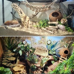 Cabaña de coco para gecko, madriguera de coco lagarto con escalera y accesorios