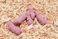 50 Frozen Feeder Mice Large Pinkies -FREE S&H -MiceDirect Rodent Reptiles Pinkys